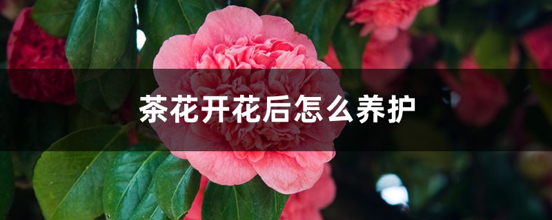 茶花开花后怎么养护