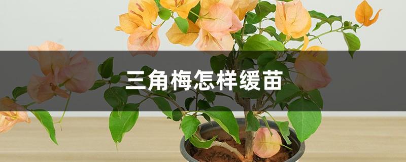 三角梅怎样缓苗