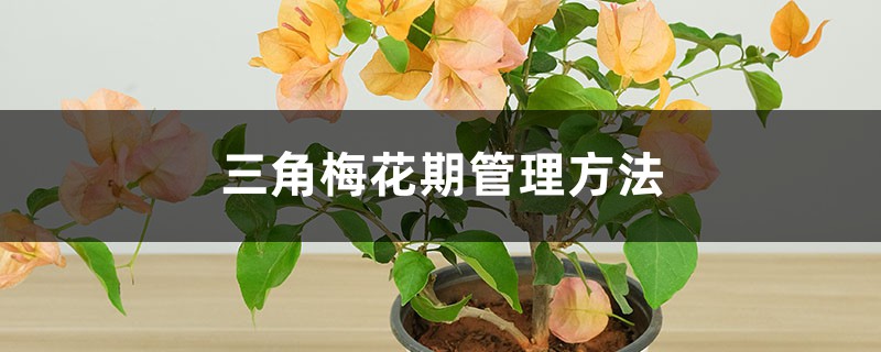 三角梅花期管理方法