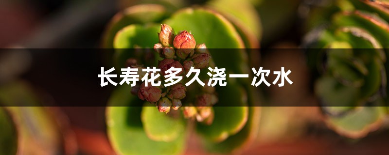 长寿花多久浇一次水