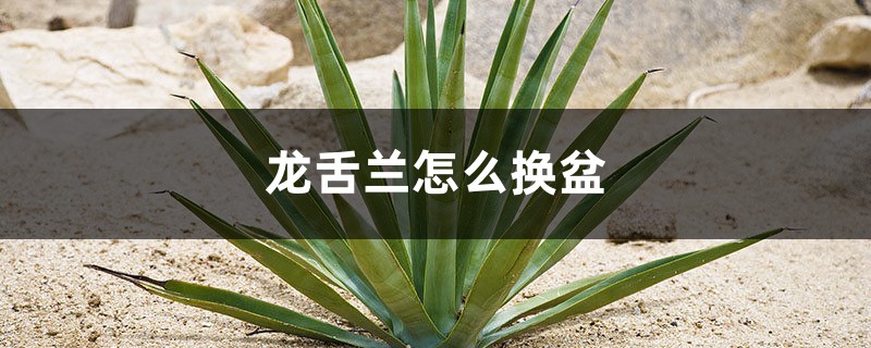 龙舌兰怎么换盆 龙舌兰怎么换盆