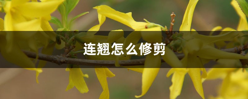 连翘怎么修剪 连翘怎么修剪