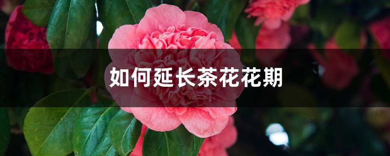 如何延长茶花花期