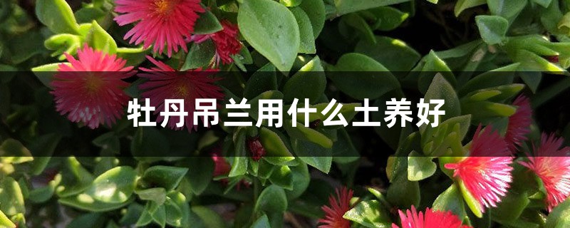 牡丹吊兰用什么土养好