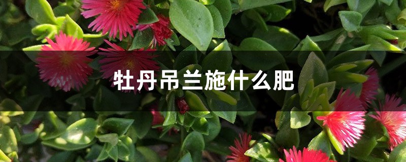 牡丹吊兰施什么肥