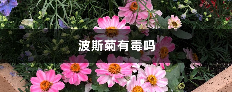 波斯菊有毒吗