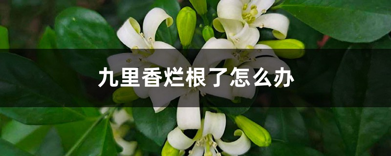 九里香烂根了怎么办 九里香烂根了怎么办