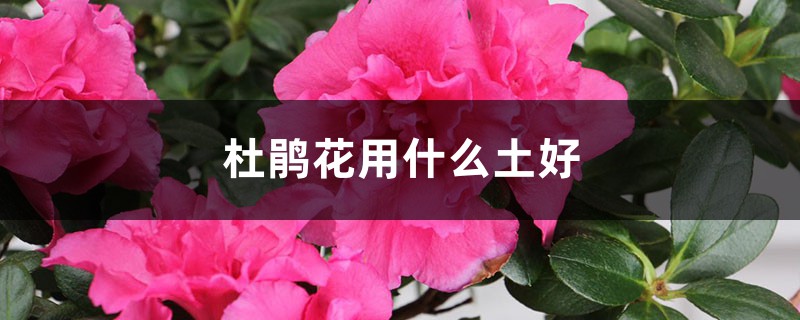 杜鹃花用什么土好