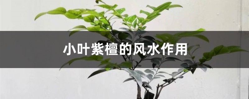 小叶紫檀的风水作用