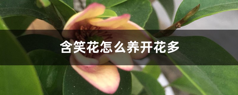 含笑花怎么养开花多