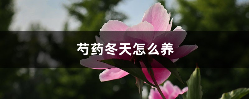 芍药冬天怎么养