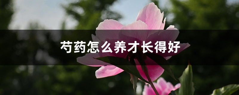 芍药怎么养才长得好