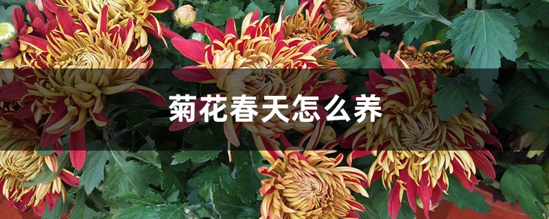 菊花春天怎么养