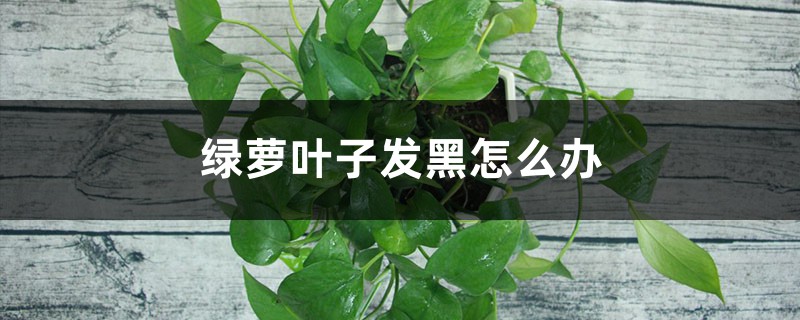 绿萝叶子发黑怎么办 绿萝叶子发黑怎么办