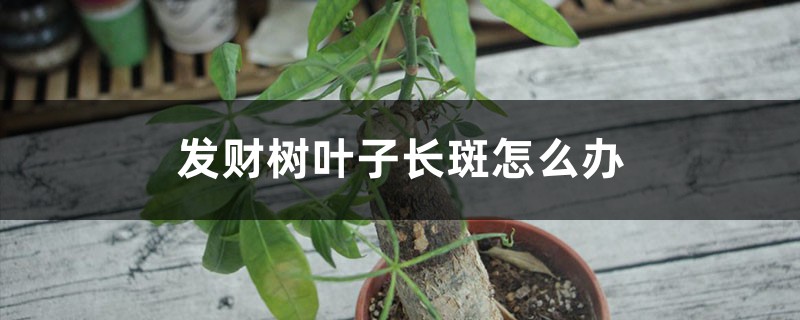 发财树叶子长斑怎么办