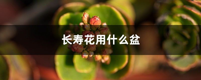 长寿花用什么盆好