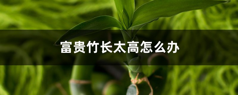 富贵竹长太高怎么办 富贵竹长太高怎么办