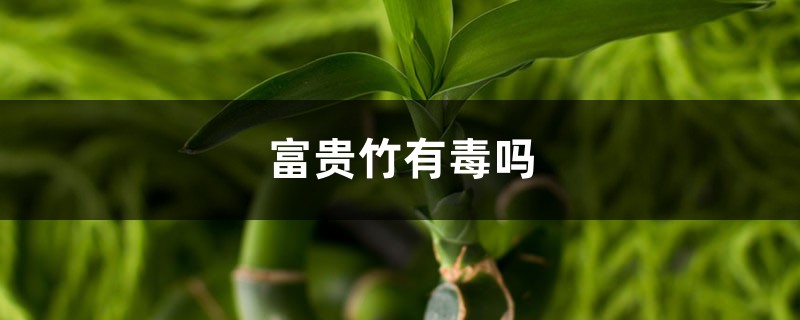 富贵竹有毒吗 富贵竹有毒吗