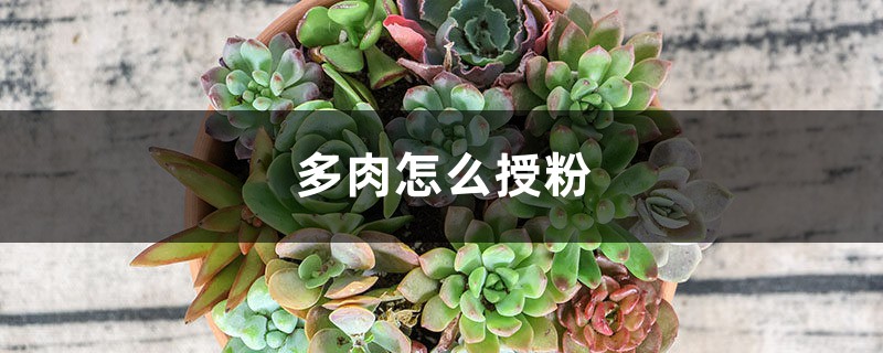 多肉怎么授粉