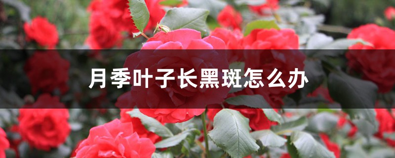 月季叶子长黑斑怎么办 月季叶子长黑斑怎么办