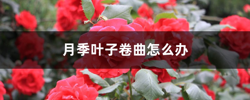 月季叶子卷曲怎么办 月季叶子卷曲怎么办