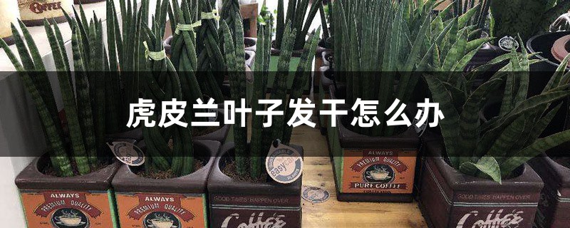 虎皮兰叶子发干怎么办