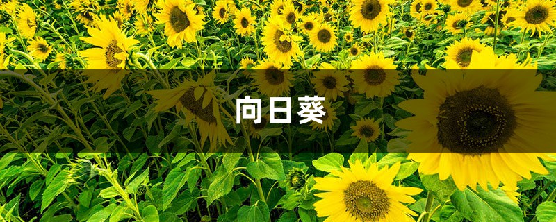 春天种1棵向日葵，花比脸盆还大，竟然收获10斤瓜子！