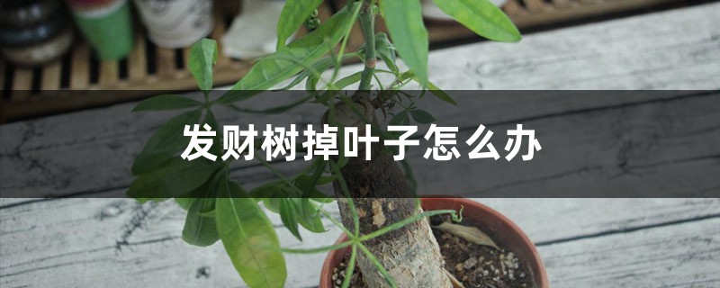 发财树掉叶子怎么办 发财树掉叶子怎么办