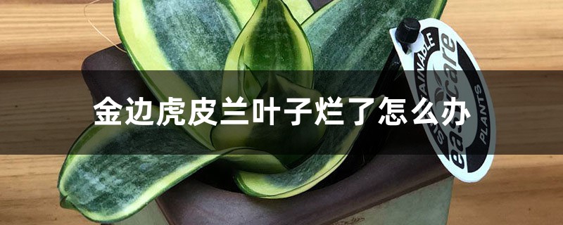 金边虎皮兰叶子烂了怎么办