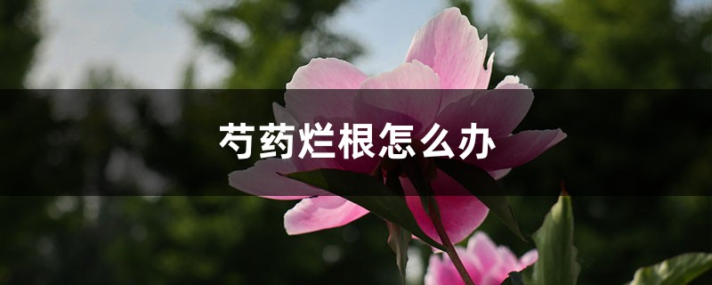 芍药烂根怎么办