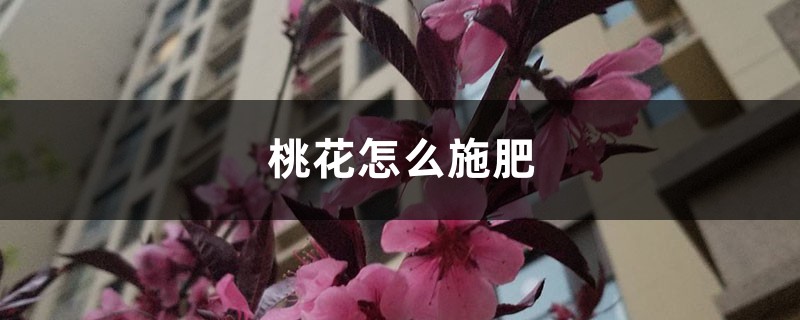 桃花怎么施肥