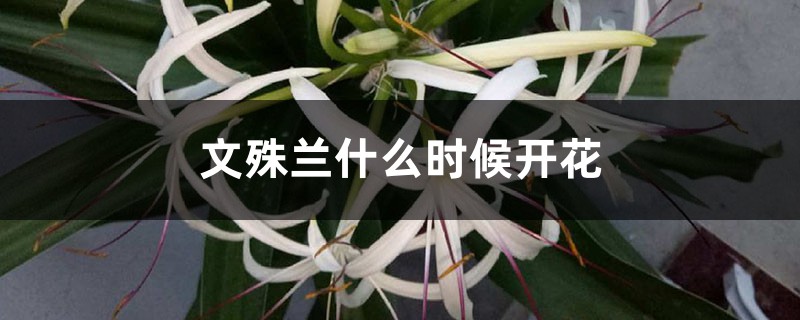 文殊兰什么时候开花