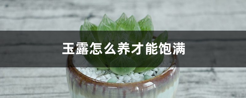 玉露怎么养才能饱满