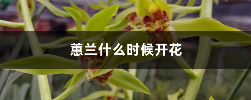 蕙兰什么时候开花