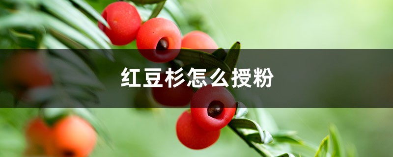 红豆杉怎么授粉