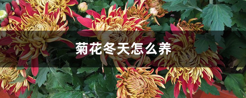 菊花冬天怎么养