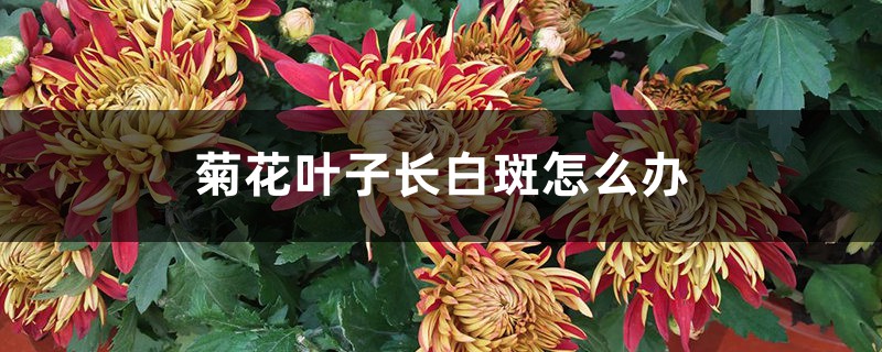 菊花叶子长白斑怎么办