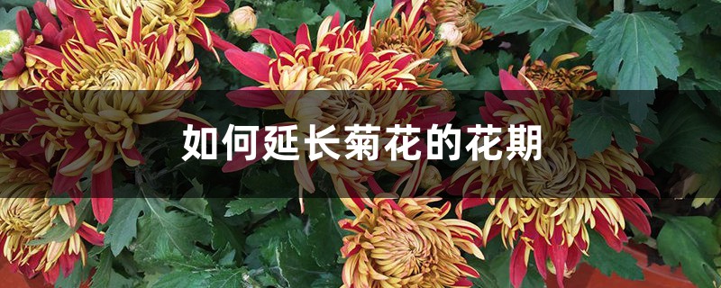 如何延长菊花的花期