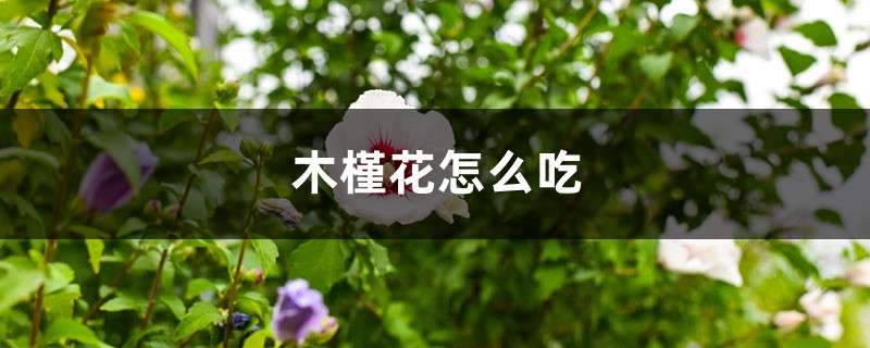 木槿花怎么吃