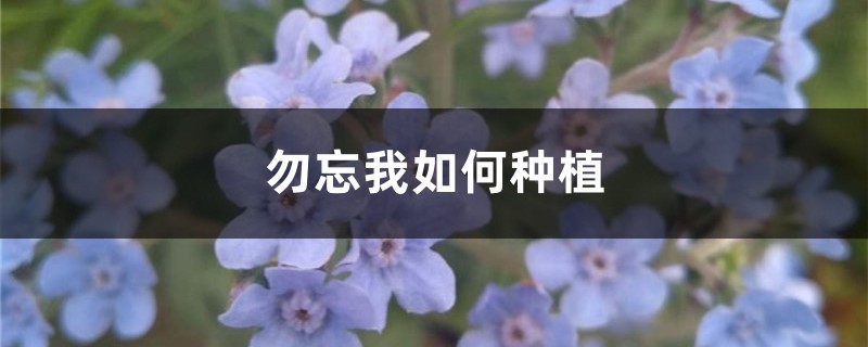 勿忘我如何种植