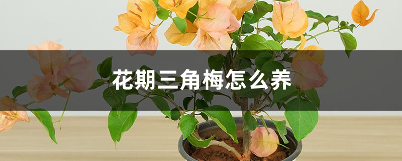 花期三角梅怎么养