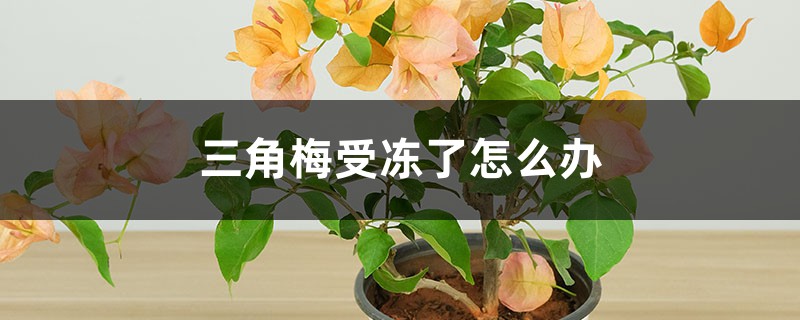 三角梅受冻了怎么办