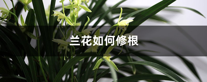 兰花如何修根