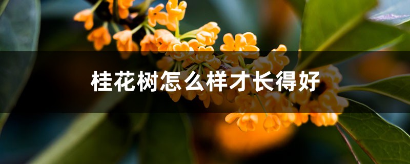 桂花树怎么样才长得好