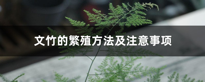 文竹的繁殖方法及注意事项