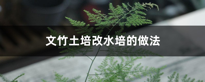 文竹土培改水培的做法