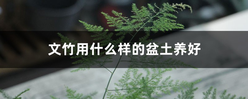 文竹用什么样的盆土养好