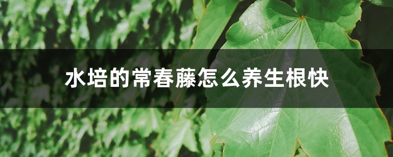 水培的常春藤怎么养生根快 水培的常春藤怎么养生根快