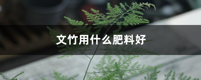 文竹用什么肥料好