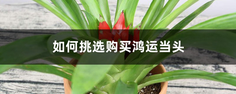 如何挑选购买鸿运当头